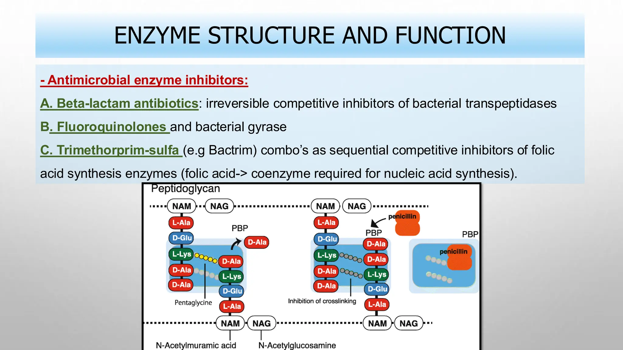 ENZYME STRUCTURE AND FUNCTION
- Antimicrobial enzyme inhibitors:
A. Beta-lactam antibiotics: irreversible competitive inhibitors of bacterial transpeptidases
B. Fluoroquinolones and bacterial gyrase
C. Trimethorprim-sulfa (e.g Bactrim) combo’s as sequential competitive inhibitors of folic
acid synthesis enzymes (folic acid-> coenzyme required for nucleic acid synthesis).
 