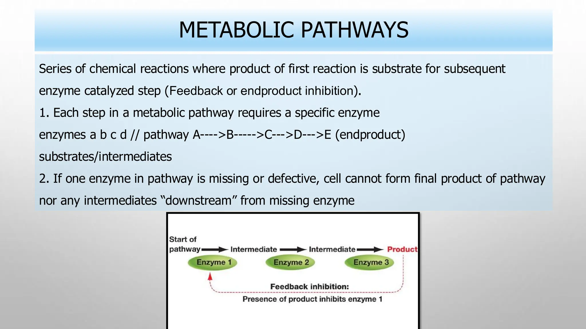 METABOLIC PATHWAYS
Series of chemical reactions where product of first reaction is substrate for subsequent
enzyme catalyzed step (Feedback or endproduct inhibition).
1. Each step in a metabolic pathway requires a specific enzyme
enzymes a b c d // pathway A---->B----->C--->D--->E (endproduct)
substrates/intermediates
2. If one enzyme in pathway is missing or defective, cell cannot form final product of pathway
nor any intermediates “downstream” from missing enzyme
 