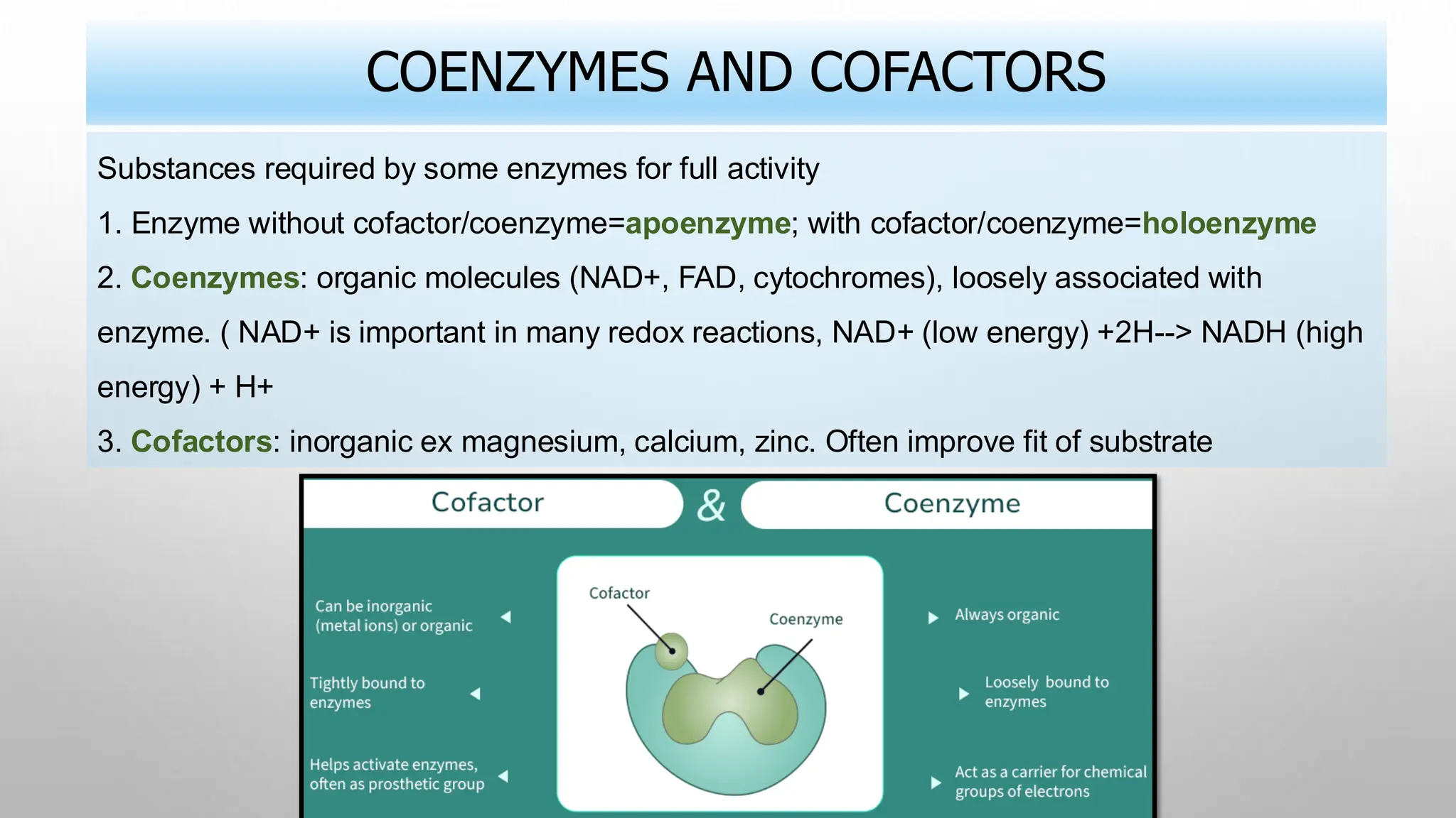 COENZYMES AND COFACTORS
Substances required by some enzymes for full activity
1. Enzyme without cofactor/coenzyme=apoenzyme; with cofactor/coenzyme=holoenzyme
2. Coenzymes: organic molecules (NAD+, FAD, cytochromes), loosely associated with
enzyme. ( NAD+ is important in many redox reactions, NAD+ (low energy) +2H--> NADH (high
energy) + H+
3. Cofactors: inorganic ex magnesium, calcium, zinc. Often improve fit of substrate
 