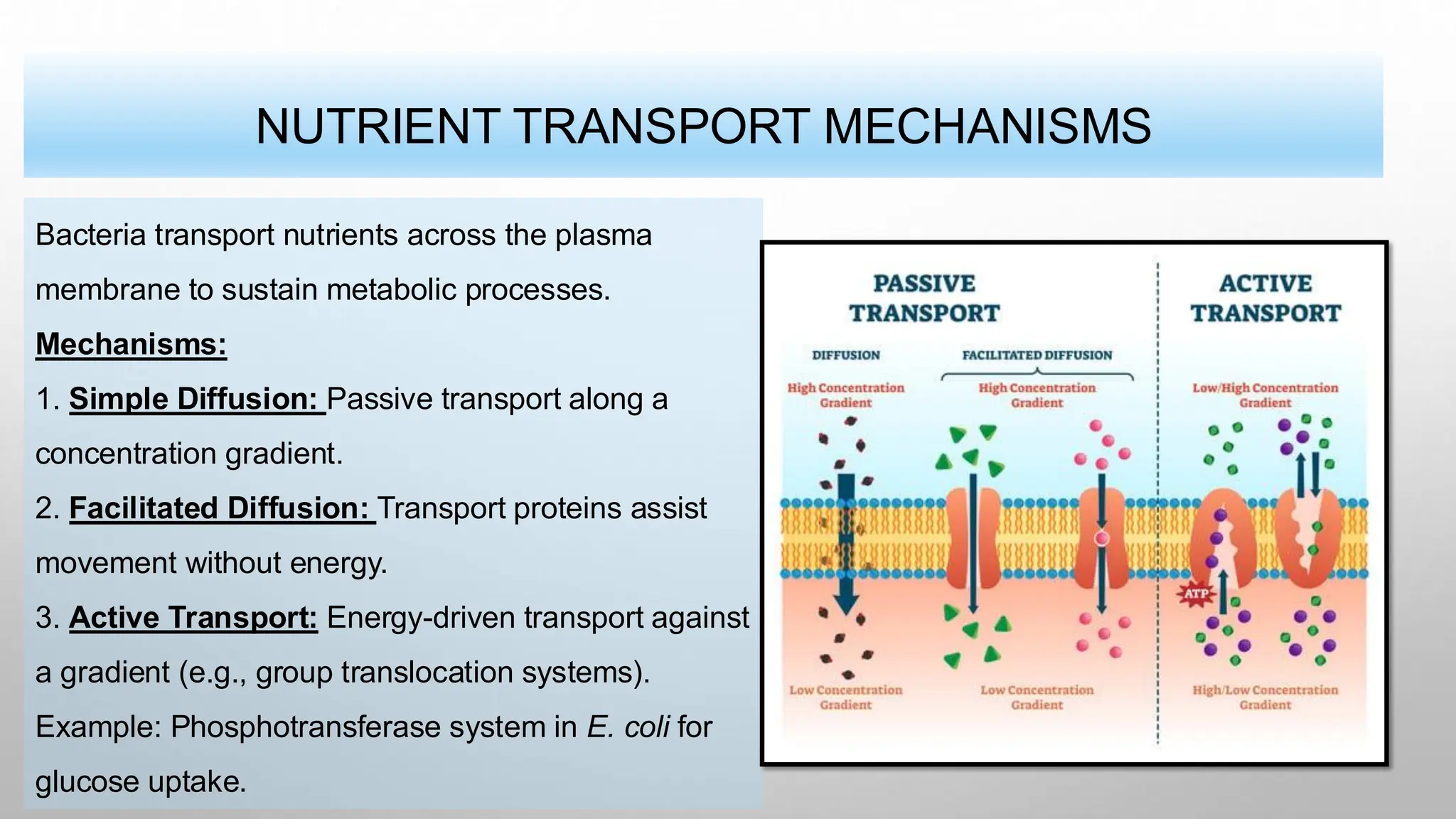 NUTRIENT TRANSPORT MECHANISMS
Bacteria transport nutrients across the plasma
membrane to sustain metabolic processes.
Mechanisms:
1. Simple Diffusion: Passive transport along a
concentration gradient.
2. Facilitated Diffusion: Transport proteins assist
movement without energy.
3. Active Transport: Energy-driven transport against
a gradient (e.g., group translocation systems).
Example: Phosphotransferase system in E. coli for
glucose uptake.
 