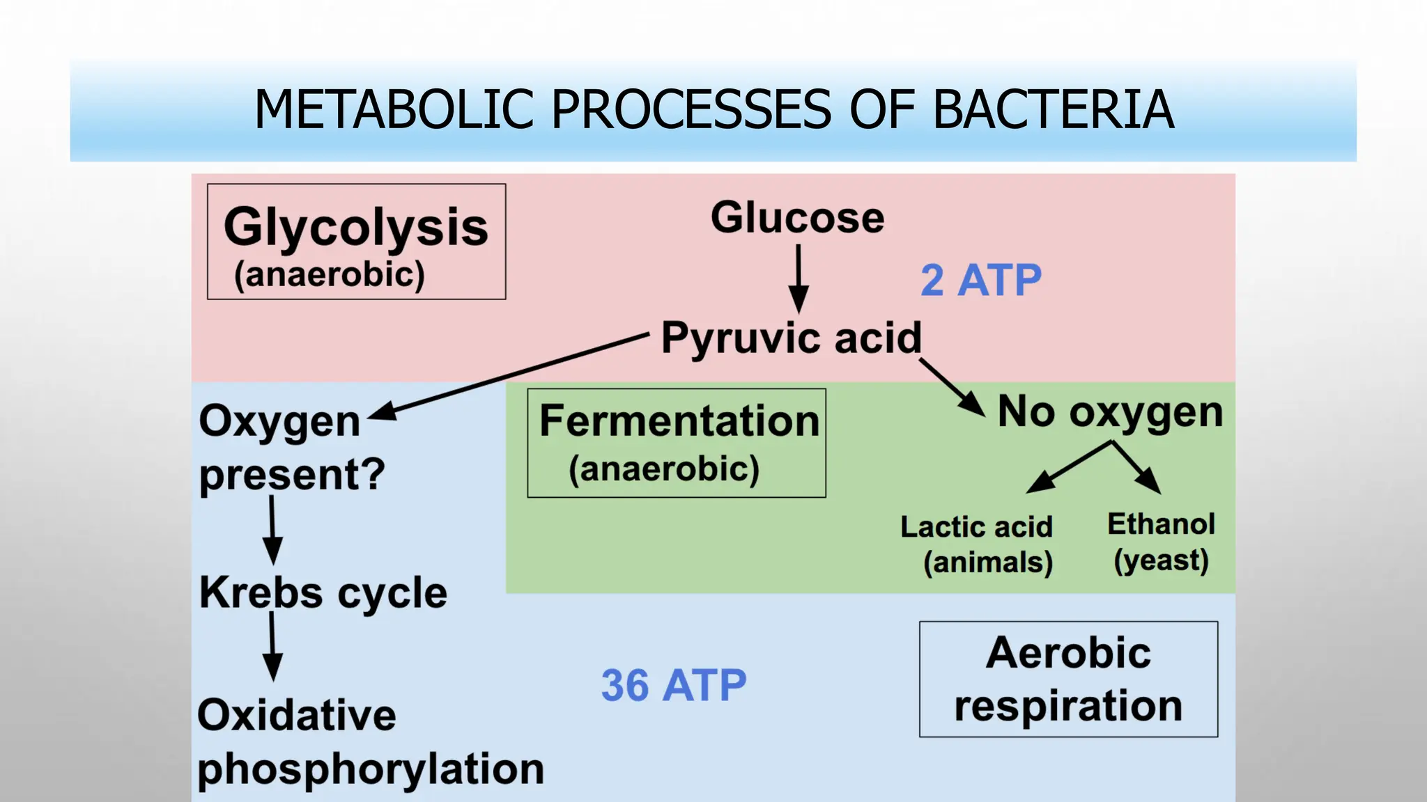 METABOLIC PROCESSES OF BACTERIA
 