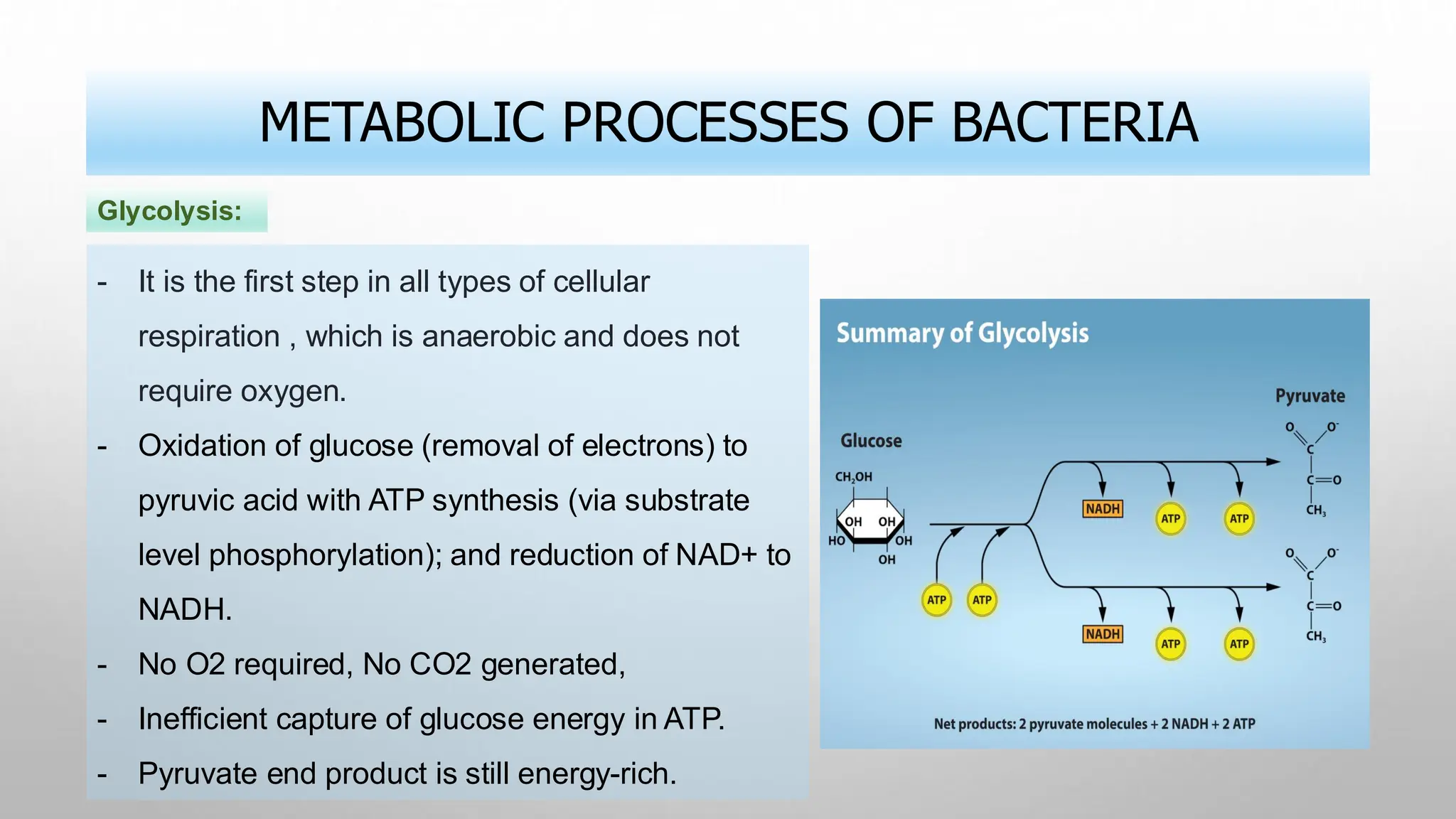 METABOLIC PROCESSES OF BACTERIA
- It is the first step in all types of cellular
respiration , which is anaerobic and does not
require oxygen.
- Oxidation of glucose (removal of electrons) to
pyruvic acid with ATP synthesis (via substrate
level phosphorylation); and reduction of NAD+ to
NADH.
- No O2 required, No CO2 generated,
- Inefficient capture of glucose energy in ATP.
- Pyruvate end product is still energy-rich.
Glycolysis:
 