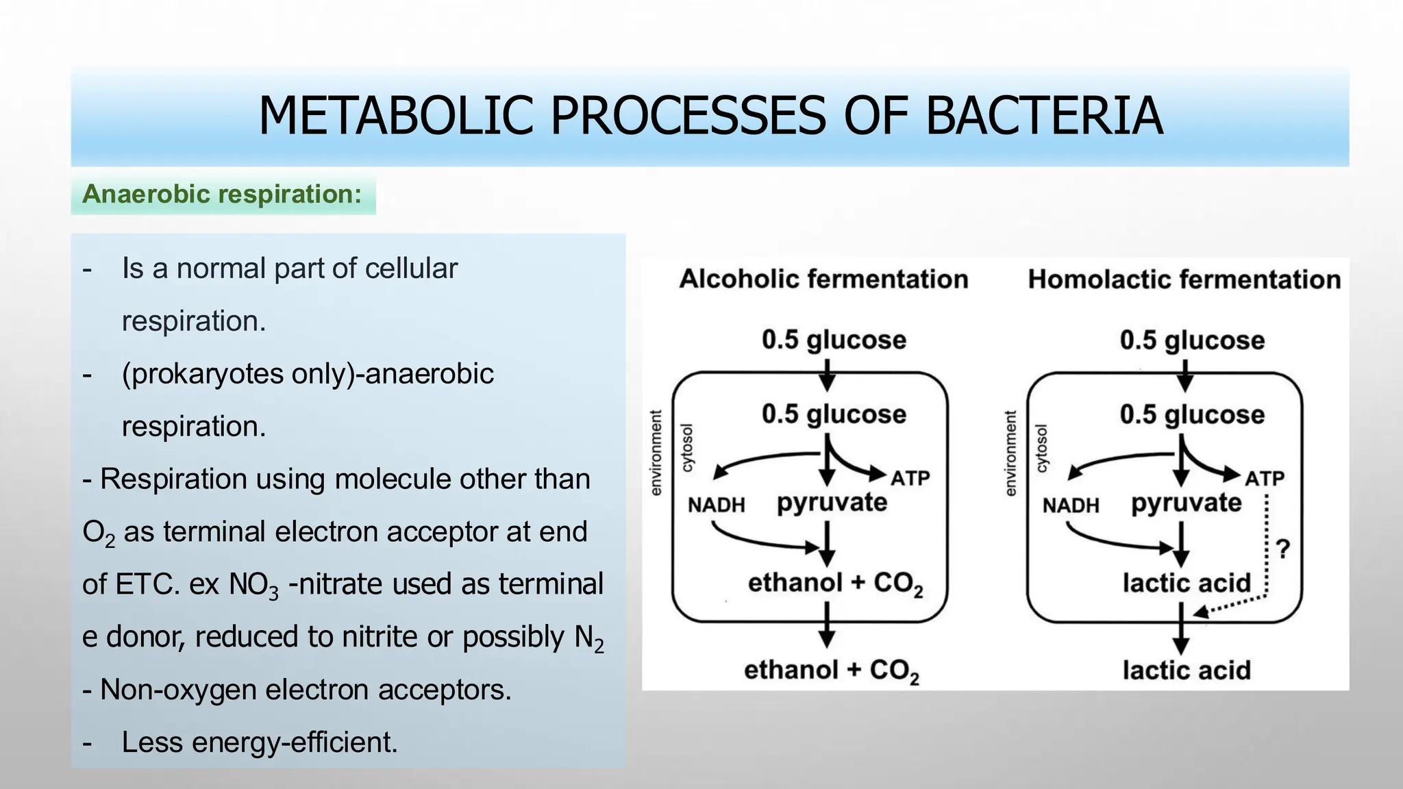 METABOLIC PROCESSES OF BACTERIA
- Is a normal part of cellular
respiration.
- (prokaryotes only)-anaerobic
respiration.
- Respiration using molecule other than
O2 as terminal electron acceptor at end
of ETC. ex NO3 -nitrate used as terminal
e donor, reduced to nitrite or possibly N2
- Non-oxygen electron acceptors.
- Less energy-efficient.
Anaerobic respiration:
 