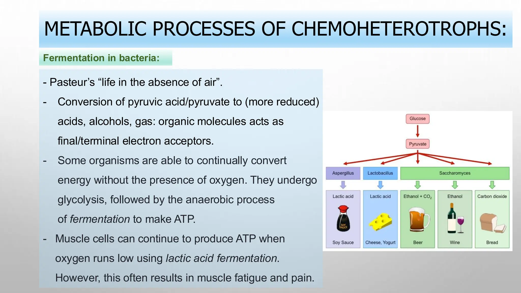 - Pasteur’s “life in the absence of air”.
- Conversion of pyruvic acid/pyruvate to (more reduced)
acids, alcohols, gas: organic molecules acts as
final/terminal electron acceptors.
- Some organisms are able to continually convert
energy without the presence of oxygen. They undergo
glycolysis, followed by the anaerobic process
of fermentation to make ATP.
- Muscle cells can continue to produce ATP when
oxygen runs low using lactic acid fermentation.
However, this often results in muscle fatigue and pain.
METABOLIC PROCESSES OF CHEMOHETEROTROPHS:
Fermentation in bacteria:
 