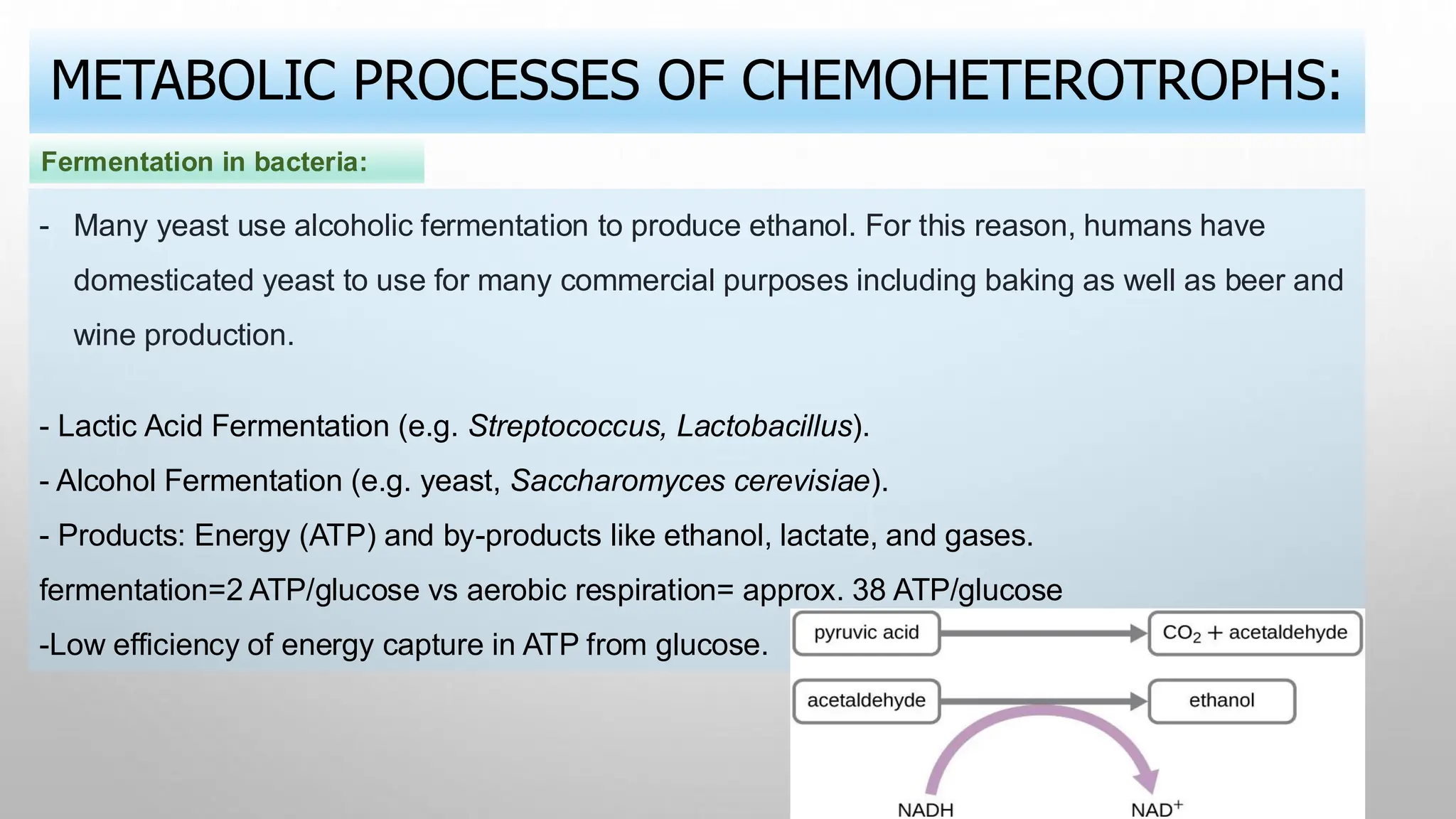 - Many yeast use alcoholic fermentation to produce ethanol. For this reason, humans have
domesticated yeast to use for many commercial purposes including baking as well as beer and
wine production.
- Lactic Acid Fermentation (e.g. Streptococcus, Lactobacillus).
- Alcohol Fermentation (e.g. yeast, Saccharomyces cerevisiae).
- Products: Energy (ATP) and by-products like ethanol, lactate, and gases.
fermentation=2 ATP/glucose vs aerobic respiration= approx. 38 ATP/glucose
-Low efficiency of energy capture in ATP from glucose.
METABOLIC PROCESSES OF CHEMOHETEROTROPHS:
Fermentation in bacteria:
 