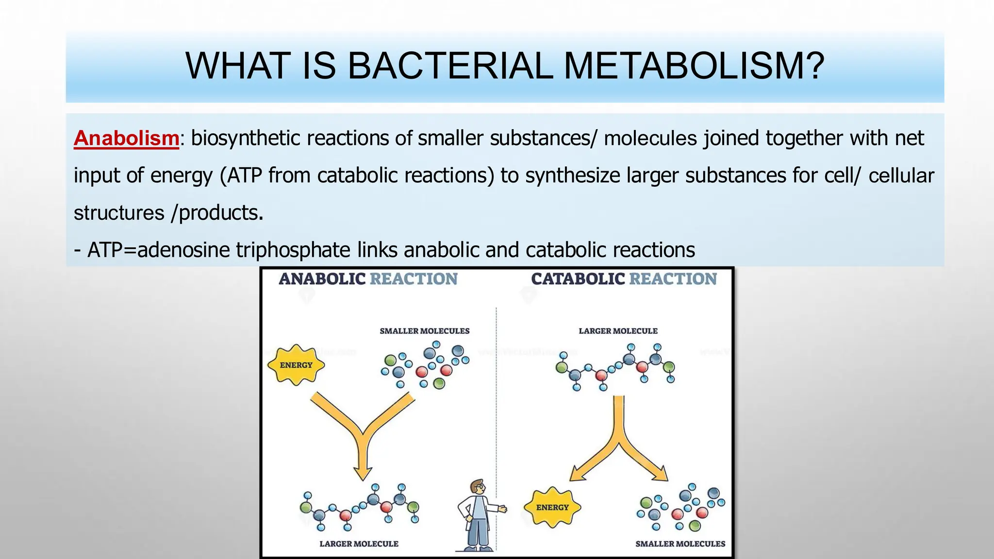 WHAT IS BACTERIAL METABOLISM?
Anabolism: biosynthetic reactions of smaller substances/ molecules joined together with net
input of energy (ATP from catabolic reactions) to synthesize larger substances for cell/ cellular
structures /products.
- ATP=adenosine triphosphate links anabolic and catabolic reactions
 