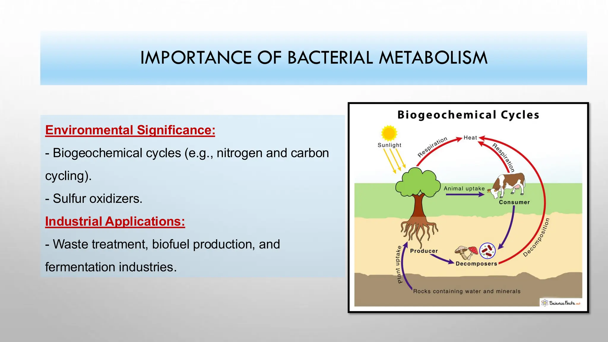 IMPORTANCE OF BACTERIAL METABOLISM
Environmental Significance:
- Biogeochemical cycles (e.g., nitrogen and carbon
cycling).
- Sulfur oxidizers.
Industrial Applications:
- Waste treatment, biofuel production, and
fermentation industries.
 