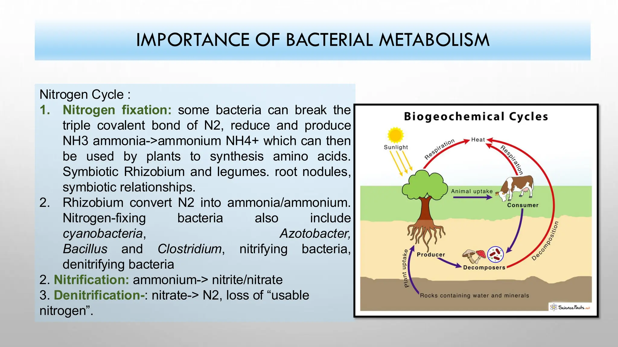 IMPORTANCE OF BACTERIAL METABOLISM
Nitrogen Cycle :
1. Nitrogen fixation: some bacteria can break the
triple covalent bond of N2, reduce and produce
NH3 ammonia->ammonium NH4+ which can then
be used by plants to synthesis amino acids.
Symbiotic Rhizobium and legumes. root nodules,
symbiotic relationships.
2. Rhizobium convert N2 into ammonia/ammonium.
Nitrogen-fixing bacteria also include
cyanobacteria, Azotobacter,
Bacillus and Clostridium, nitrifying bacteria,
denitrifying bacteria
2. Nitrification: ammonium-> nitrite/nitrate
3. Denitrification-: nitrate-> N2, loss of “usable
nitrogen”.
 