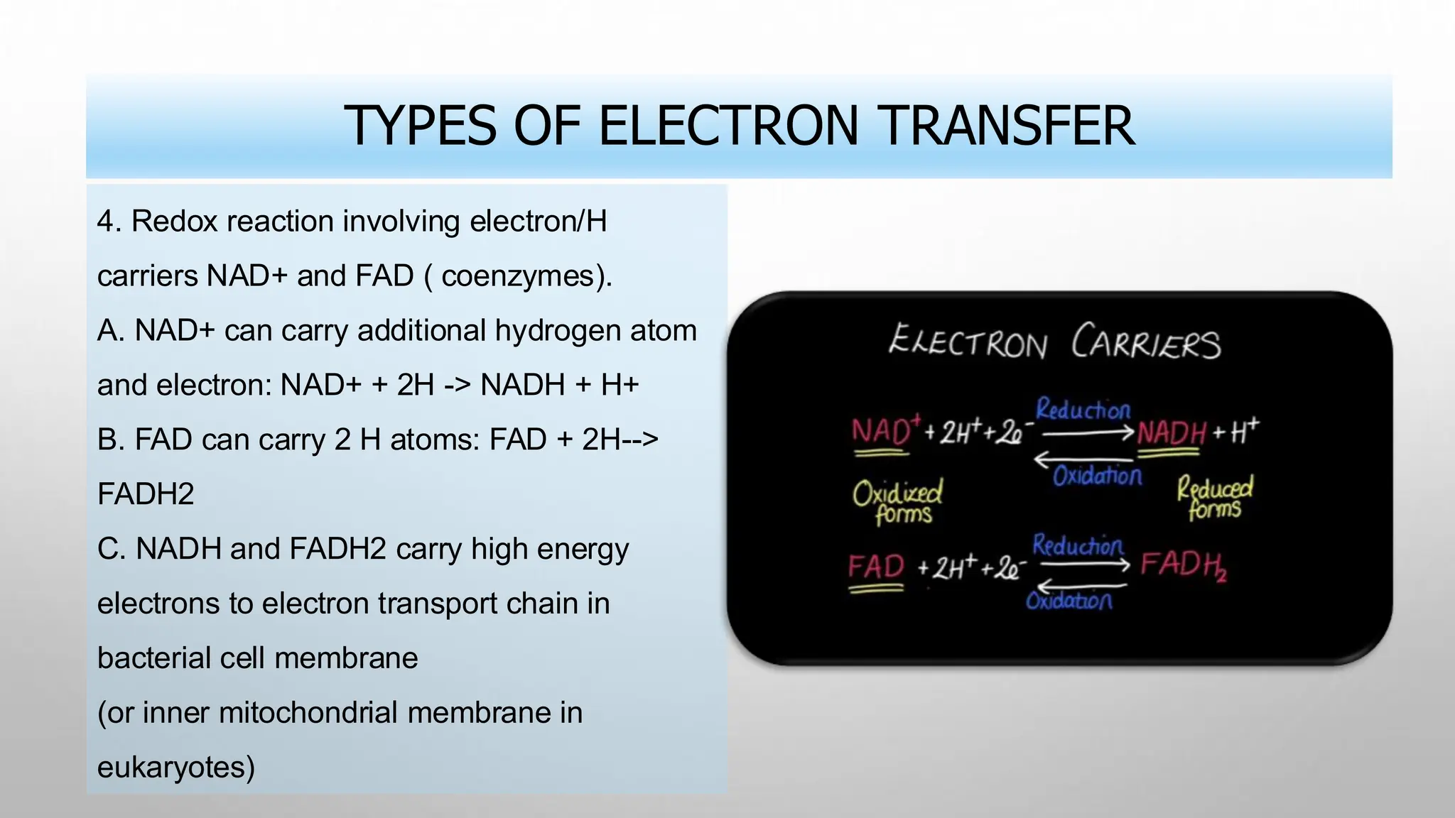 TYPES OF ELECTRON TRANSFER
4. Redox reaction involving electron/H
carriers NAD+ and FAD ( coenzymes).
A. NAD+ can carry additional hydrogen atom
and electron: NAD+ + 2H -> NADH + H+
B. FAD can carry 2 H atoms: FAD + 2H-->
FADH2
C. NADH and FADH2 carry high energy
electrons to electron transport chain in
bacterial cell membrane
(or inner mitochondrial membrane in
eukaryotes)
 