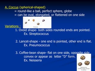 Bacterial Morphol and Ultrastructure.ppt