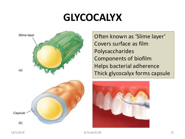 Bacterial Morphology