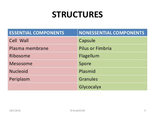 Bacterial Morphology