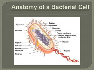 Bacillus Rugosus Bacterial morphology | PPSX