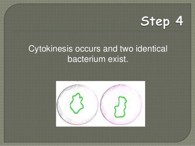 Bacterial morphology