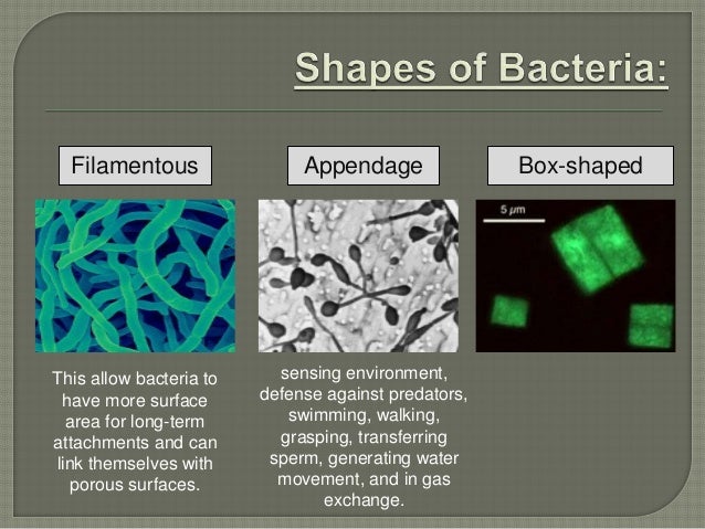 Bacterial morphology