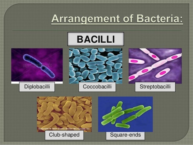 Bacterial morphology