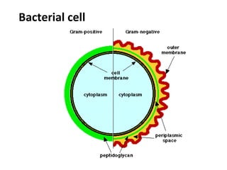 Bacterial cell
 