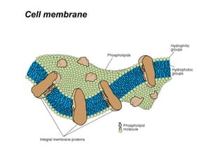 Cell membrane
 