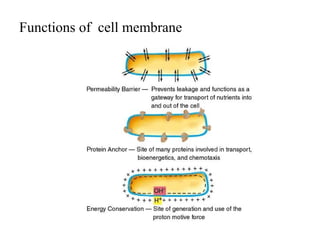 Functions of cell membrane
 