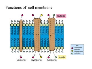 Functions of cell membrane
 