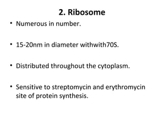 2. Ribosome
• Numerous in number.
• 15-20nm in diameter withwith70S.
• Distributed throughout the cytoplasm.
• Sensitive to streptomycin and erythromycin
site of protein synthesis.
 