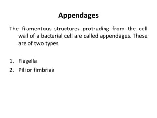 Appendages
The filamentous structures protruding from the cell
wall of a bacterial cell are called appendages. These
are of two types
1. Flagella
2. Pili or fimbriae
 
