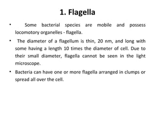 1. Flagella
• Some bacterial species are mobile and possess
locomotory organelles - flagella.
• The diameter of a flagellum is thin, 20 nm, and long with
some having a length 10 times the diameter of cell. Due to
their small diameter, flagella cannot be seen in the light
microscope.
• Bacteria can have one or more flagella arranged in clumps or
spread all over the cell.
 