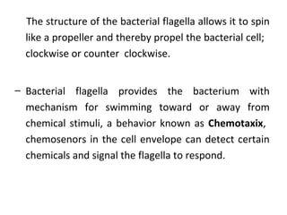 The structure of the bacterial flagella allows it to spin
like a propeller and thereby propel the bacterial cell;
clockwise or counter clockwise.
– Bacterial flagella provides the bacterium with
mechanism for swimming toward or away from
chemical stimuli, a behavior known as Chemotaxix,
chemosenors in the cell envelope can detect certain
chemicals and signal the flagella to respond.
 