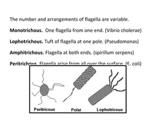 The number and arrangements of flagella are variable.
Monotrichous. One flagella from one end. (Vibrio cholerae)
Lophotrichous. Tuft of flagella at one pole. (Pseudomonas)
Amphitrichous. Flagella at both ends. (spirillum serpens)
Peritrichous. Flagella arise from all over the surface. (E. coli)
 