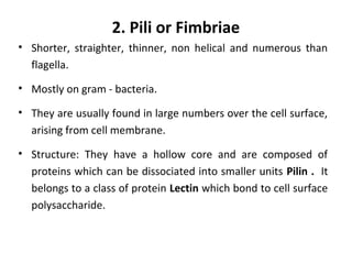 2. Pili or Fimbriae
• Shorter, straighter, thinner, non helical and numerous than
flagella.
• Mostly on gram - bacteria.
• They are usually found in large numbers over the cell surface,
arising from cell membrane.
• Structure: They have a hollow core and are composed of
proteins which can be dissociated into smaller units Pilin . It
belongs to a class of protein Lectin which bond to cell surface
polysaccharide.
 