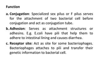 Function
a. Conjugation: Specialized sex pilus or F pilus serves
for the attachment of two bacterial cell before
conjugation and act as conjugation tube.
b. Adhesion: Serves as attachment structures or
adhesins. E.g. E.coli have pili that help them to
adhere to intestinal lining and causes diarrhea.
c. Receptor site: Act as site for some bacteriophages.
Bacteriophages attaches to pili and transfer their
genetic information to bacterial cell.
 