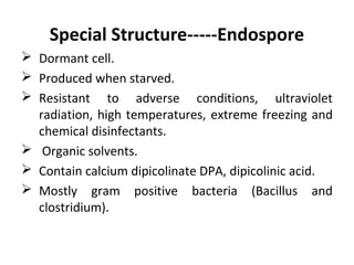 Special Structure-----Endospore
 Dormant cell.
 Produced when starved.
 Resistant to adverse conditions, ultraviolet
radiation, high temperatures, extreme freezing and
chemical disinfectants.
 Organic solvents.
 Contain calcium dipicolinate DPA, dipicolinic acid.
 Mostly gram positive bacteria (Bacillus and
clostridium).
 