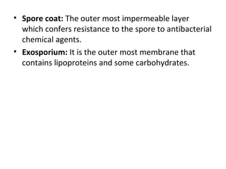 • Spore coat: The outer most impermeable layer
which confers resistance to the spore to antibacterial
chemical agents.
• Exosporium: It is the outer most membrane that
contains lipoproteins and some carbohydrates.
 