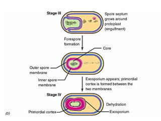Bacterial morphology