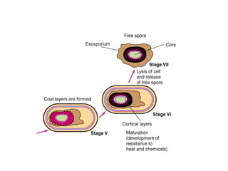 Bacterial morphology