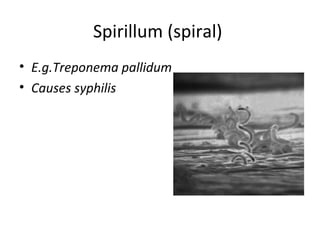 Spirillum (spiral)
• E.g.Treponema pallidum
• Causes syphilis
 