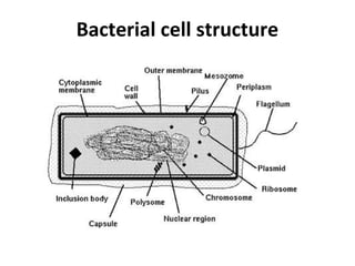 Bacterial cell structure
 