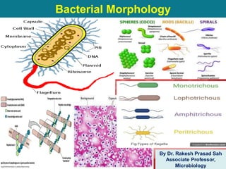 Bacterial Morphology
By Dr. Rakesh Prasad Sah
Associate Professor,
Microbiology
 
