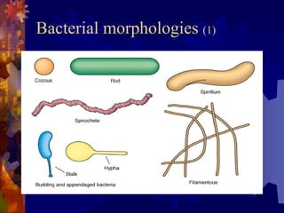 Shapes of Bacteria and Morphology Overview | PDF