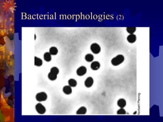Shapes of Bacteria and Morphology Overview | PDF