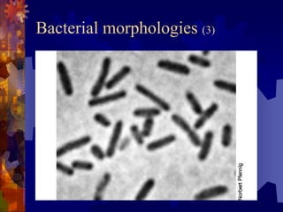 Bacillus Rugosus Shapes of Bacteria and Morphology Overview | PDF