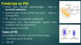 bacterial morphology - Capsule to spore.pptx