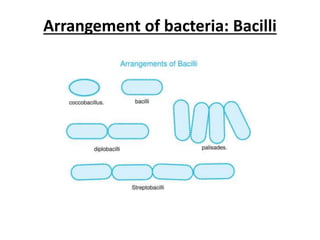 Arrangement of bacteria: Bacilli
 