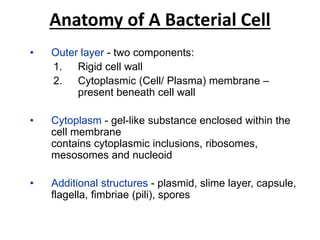 Anatomy of A Bacterial Cell
• Outer layer - two components:
1. Rigid cell wall
2. Cytoplasmic (Cell/ Plasma) membrane –
present beneath cell wall
• Cytoplasm - gel-like substance enclosed within the
cell membrane
contains cytoplasmic inclusions, ribosomes,
mesosomes and nucleoid
• Additional structures - plasmid, slime layer, capsule,
flagella, fimbriae (pili), spores
 