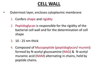 CELL WALL
• Outermost layer, encloses cytoplasmic membrane
1. Confers shape and rigidity
2. Peptidoglycan is responsible for the rigidity of the
bacterial cell wall and for the determination of cell
shape
3. 10 - 25 nm thick
4. Composed of Mucopeptide (peptidoglycan/ murein):
formed by N-acetyl glucosamine (NAG) & N-acetyl
muramic acid (NAM) alternating in chains, held by
peptide chains.
 