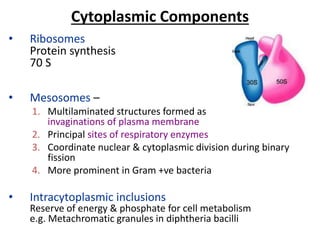 Cytoplasmic Components
• Ribosomes
Protein synthesis
70 S
• Mesosomes –
1. Multilaminated structures formed as
invaginations of plasma membrane
2. Principal sites of respiratory enzymes
3. Coordinate nuclear & cytoplasmic division during binary
fission
4. More prominent in Gram +ve bacteria
• Intracytoplasmic inclusions
Reserve of energy & phosphate for cell metabolism
e.g. Metachromatic granules in diphtheria bacilli
 