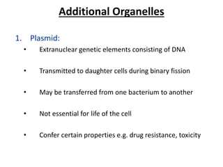 Additional Organelles
1. Plasmid:
• Extranuclear genetic elements consisting of DNA
• Transmitted to daughter cells during binary fission
• May be transferred from one bacterium to another
• Not essential for life of the cell
• Confer certain properties e.g. drug resistance, toxicity
 