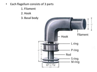 • Each flagellum consists of 3 parts
1. Filament
2. Hook
3. Basal body
 