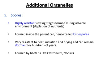 Additional Organelles
5. Spores :
• Highly resistant resting stages formed during adverse
environment (depletion of nutrients)
• Formed inside the parent cell, hence called Endospores
• Very resistant to heat, radiation and drying and can remain
dormant for hundreds of years.
• Formed by bacteria like Clostridium, Bacillus
 