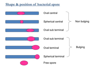 Bacterialmorphologyanatomy 131001004402-phpapp02 | PPSX